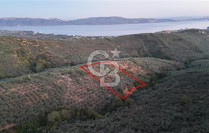 BALIKESİR ERDEK' DE DENİZ MANZARALI ZEYTİNLİK ARSA