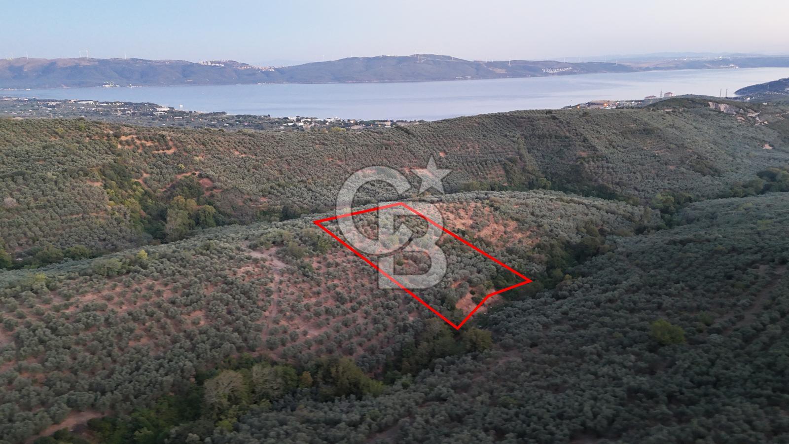 BALIKESİR ERDEK' DE DENİZ MANZARALI ZEYTİNLİK ARSA