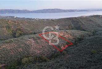 BALIKESİR ERDEK' DE DENİZ MANZARALI ZEYTİNLİK ARSA - 2 - 325866