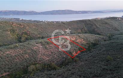BALIKESİR ERDEK' DE DENİZ MANZARALI ZEYTİNLİK ARSA