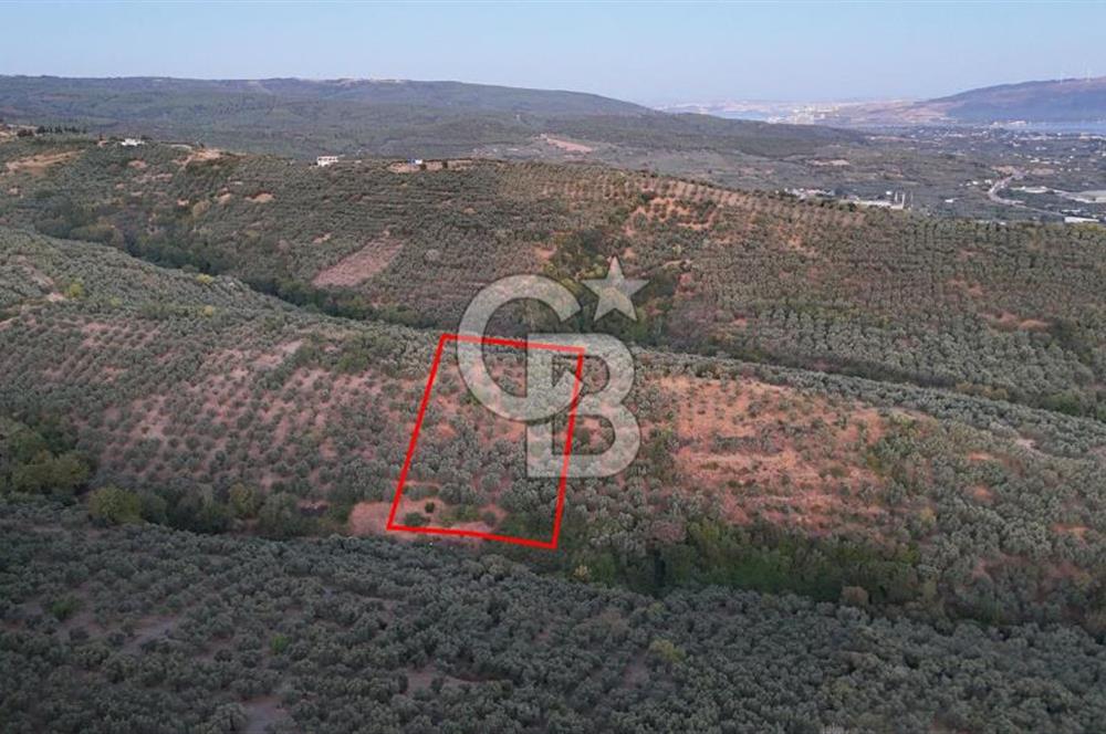 BALIKESİR ERDEK' DE DENİZ MANZARALI ZEYTİNLİK ARSA