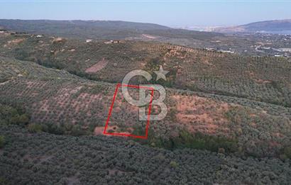 BALIKESİR ERDEK' DE DENİZ MANZARALI ZEYTİNLİK ARSA
