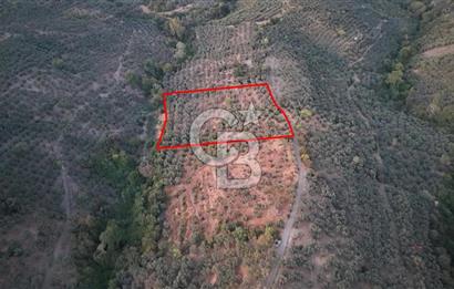 BALIKESİR ERDEK' DE DENİZ MANZARALI ZEYTİNLİK ARSA