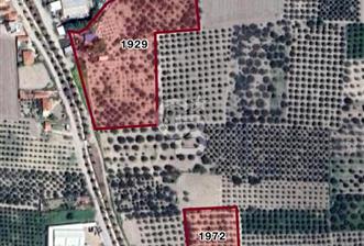 AKHİSAR SÜLEYMANLI BAKIMLI ZEYTİN BAHÇESİ - 2 - 325864