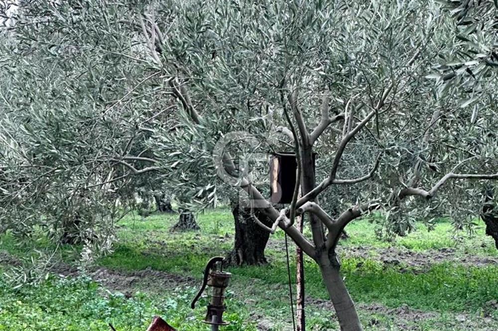 AKHİSAR SÜLEYMANLI BAKIMLI ZEYTİN BAHÇESİ