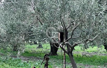 AKHİSAR SÜLEYMANLI BAKIMLI ZEYTİN BAHÇESİ