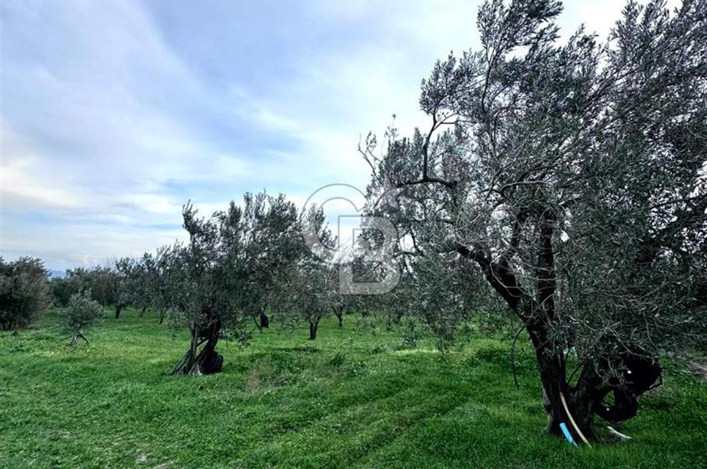 AKHİSAR SÜLEYMANLI BAKIMLI ZEYTİN BAHÇESİ