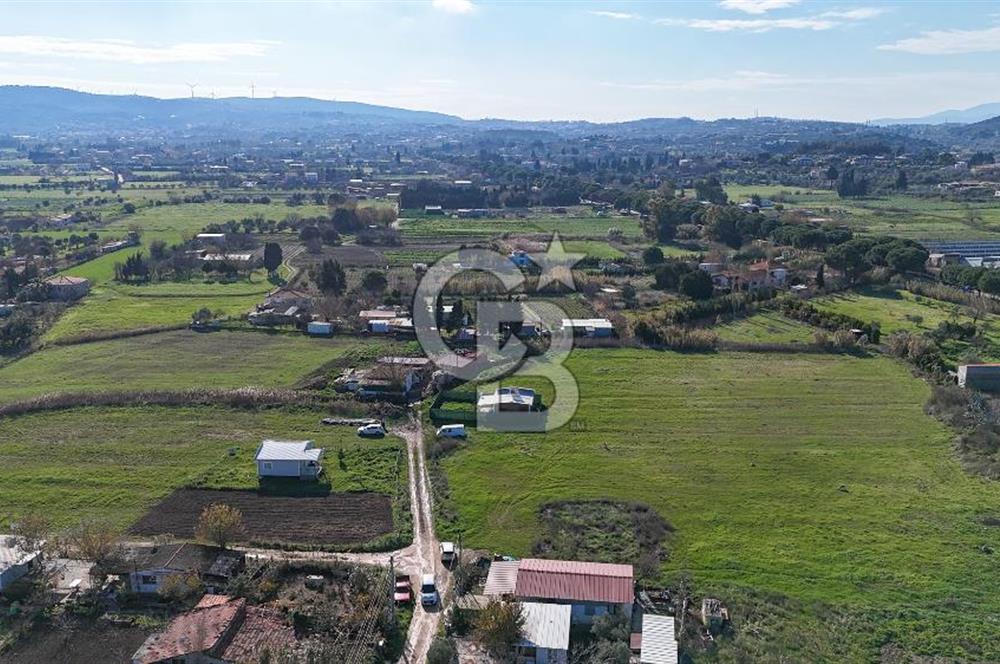 Urla İskele Ağaçlı Yolda Satılık Tarla