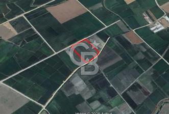 BİGA GÜMÜŞÇAY BELDESİ'NDE SATILIK ÇELTİK TARLASI - 5 - 325938