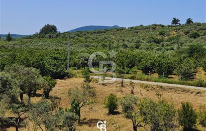 Kemalpaşa Vişneli Köyünde 13.640 m² Satılık Çiftlik 