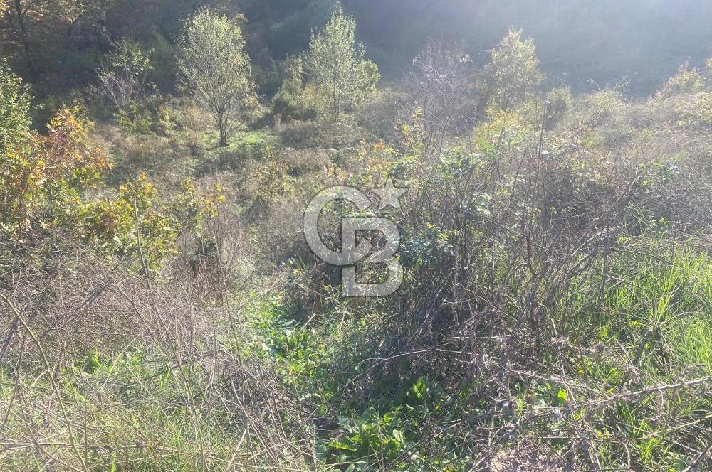 YALOVA ALTINOVA ÖRENCİK KÖYÜ 5509 M2 TARIMA UYGUN TARLA !