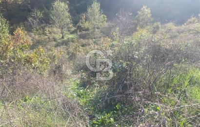 YALOVA ALTINOVA ÖRENCİK KÖYÜ 5509 M2 TARIMA UYGUN TARLA !