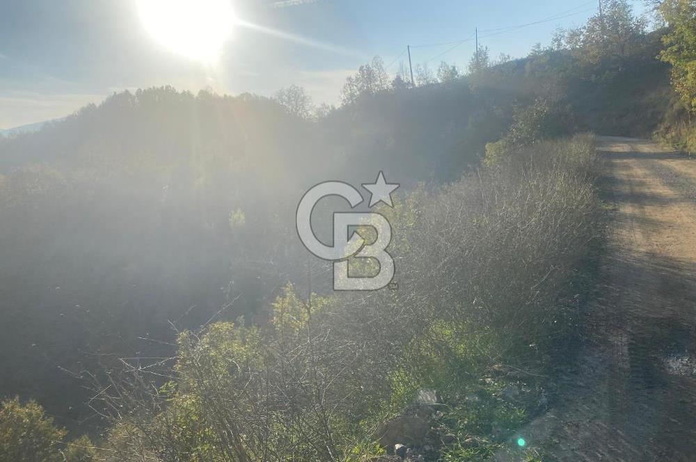 YALOVA ALTINOVA ÖRENCİK KÖYÜ 5509 M2 TARIMA UYGUN TARLA !