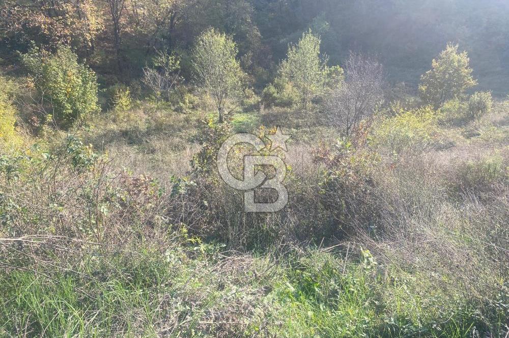 YALOVA ALTINOVA ÖRENCİK KÖYÜ 5509 M2 TARIMA UYGUN TARLA !