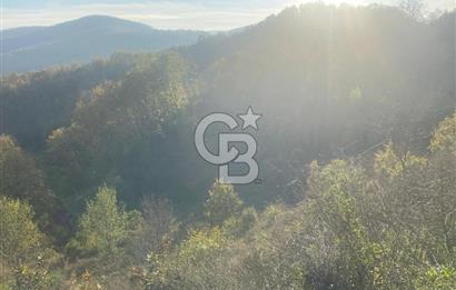 YALOVA ALTINOVA ÖRENCİK KÖYÜ 5509 M2 TARIMA UYGUN TARLA !