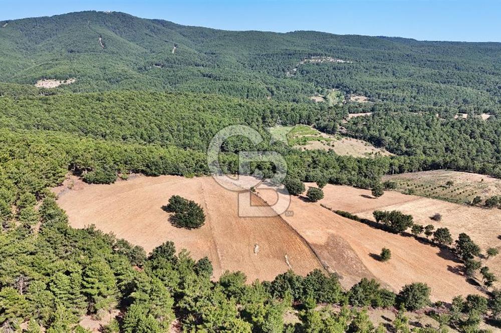 Kazdağları'nın Eteklerinde Doğayla İç İçe Satılık Tarla!