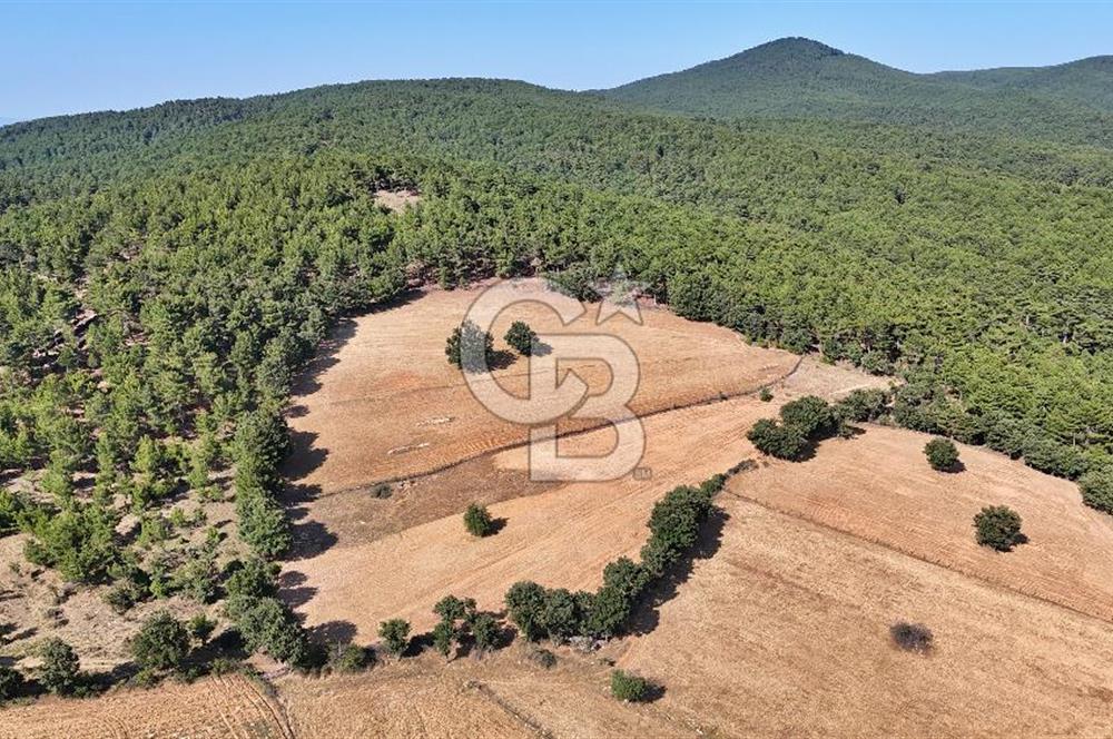 Kazdağları'nın Eteklerinde Doğayla İç İçe Satılık Tarla!