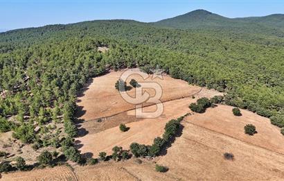 Kazdağları'nın Eteklerinde Doğayla İç İçe Satılık Tarla!