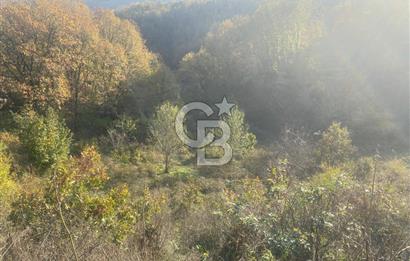 YALOVA ALTINOVA ÖRENCİK KÖYÜ 5509 M2 TARIMA UYGUN TARLA !