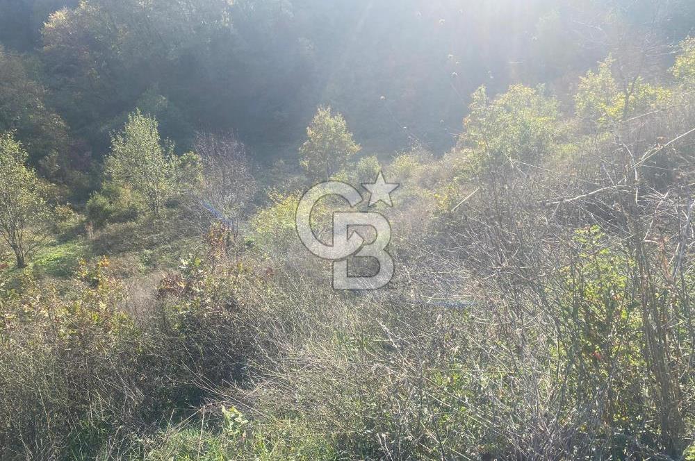 YALOVA ALTINOVA ÖRENCİK KÖYÜ 5509 M2 TARIMA UYGUN TARLA !