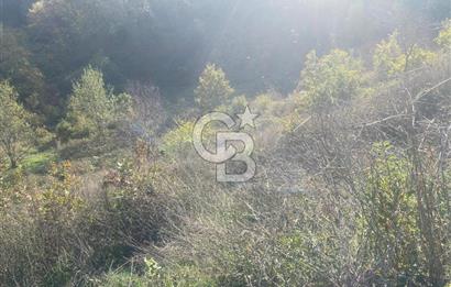 YALOVA ALTINOVA ÖRENCİK KÖYÜ 5509 M2 TARIMA UYGUN TARLA !