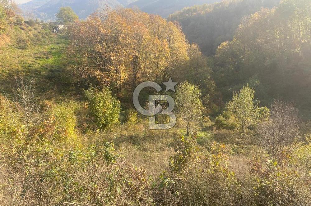 YALOVA ALTINOVA ÖRENCİK KÖYÜ 5509 M2 TARIMA UYGUN TARLA !