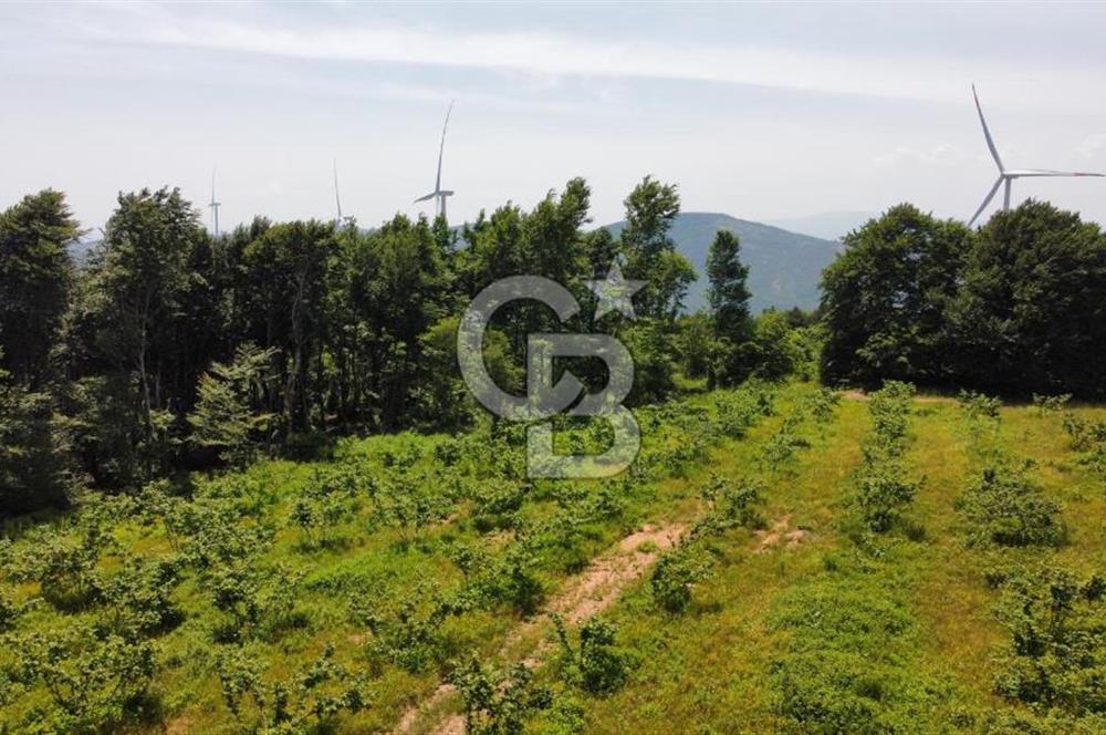 Ana Asfalta Sıfır -12.136 m² Tarla vasıflı | 100 m Yola Cepheli