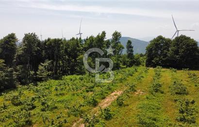 Ana Asfalta Sıfır -12.136 m² Tarla vasıflı | 100 m Yola Cepheli