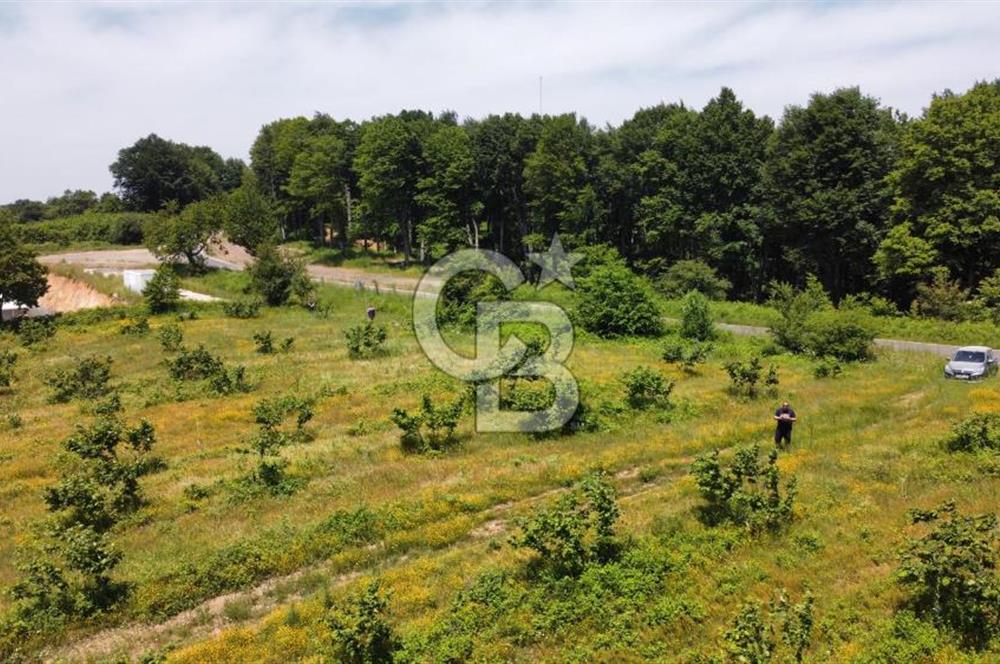 Ana Asfalta Sıfır -12.136 m² Tarla vasıflı | 100 m Yola Cepheli