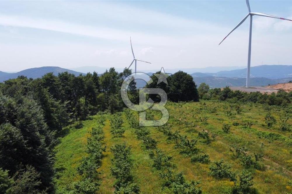 Ana Asfalta Sıfır -12.136 m² Tarla vasıflı | 100 m Yola Cepheli