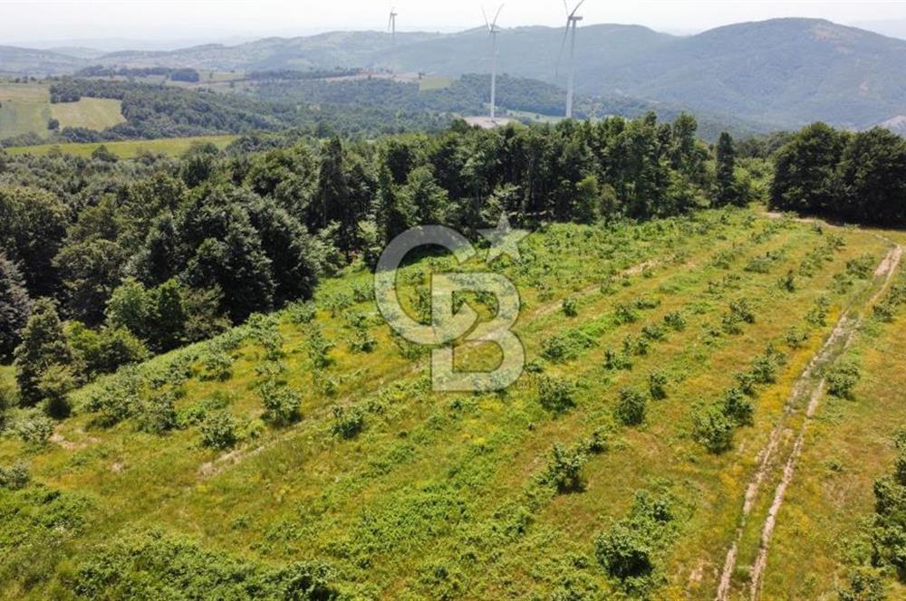 Ana Asfalta Sıfır -12.136 m² Tarla vasıflı | 100 m Yola Cepheli