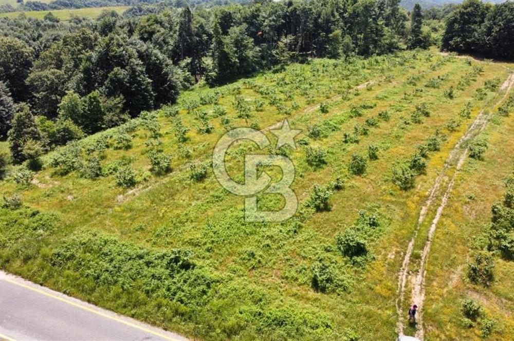 Ana Asfalta Sıfır -12.136 m² Tarla vasıflı | 100 m Yola Cepheli