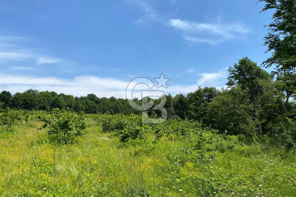 Ana Asfalta Sıfır -12.136 m² Tarla vasıflı | 100 m Yola Cepheli