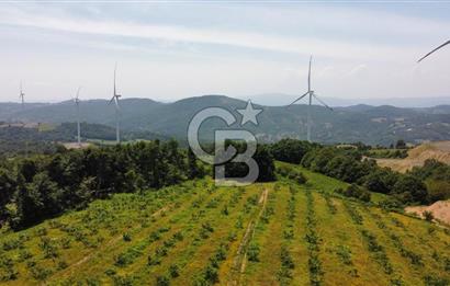 Ana Asfalta Sıfır -12.136 m² Tarla vasıflı | 100 m Yola Cepheli