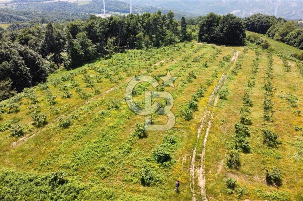 Ana Asfalta Sıfır -12.136 m² Tarla vasıflı | 100 m Yola Cepheli