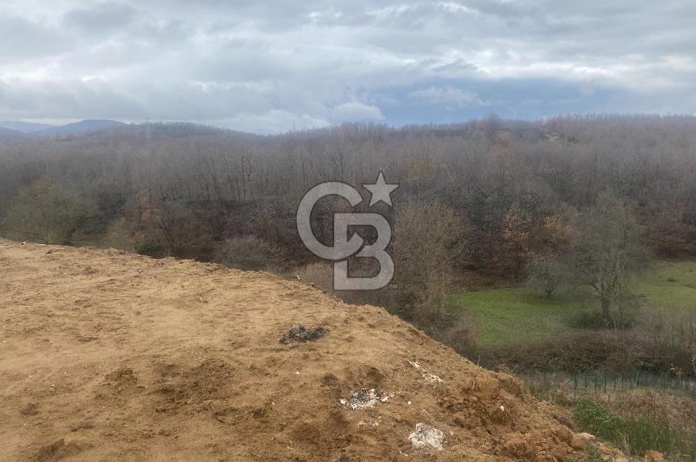 YALOVA ALTINOVA ÖRENCİK KÖYÜ 8431,76 M2 FINDIKBAHÇESİ !