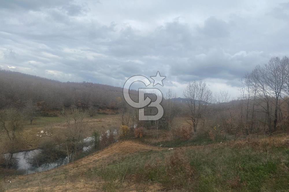 YALOVA ALTINOVA ÖRENCİK KÖYÜ 8431,76 M2 FINDIKBAHÇESİ !