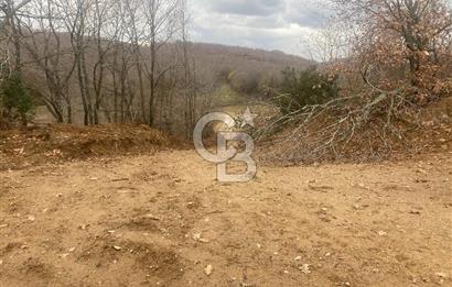 YALOVA ALTINOVA ÖRENCİK KÖYÜ 8431,76 M2 FINDIKBAHÇESİ !