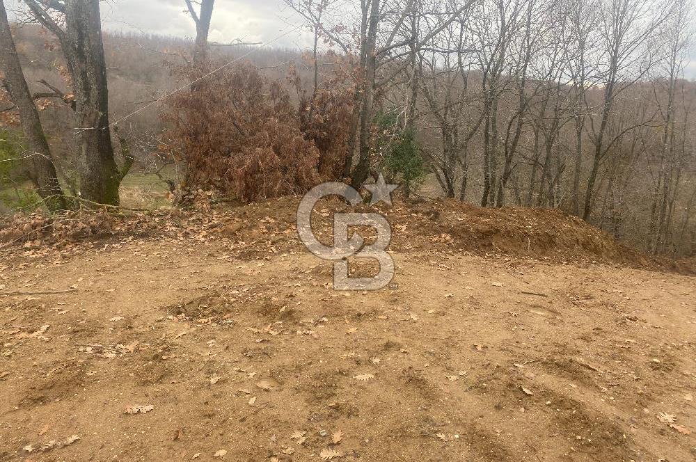 YALOVA ALTINOVA ÖRENCİK KÖYÜ 8431,76 M2 FINDIKBAHÇESİ !