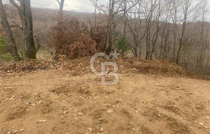 YALOVA ALTINOVA ÖRENCİK KÖYÜ 8431,76 M2 FINDIKBAHÇESİ !