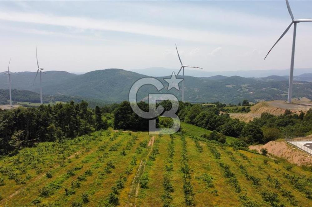 Ana Asfalta Sıfır -12.136 m² Tarla vasıflı | 100 m Yola Cepheli