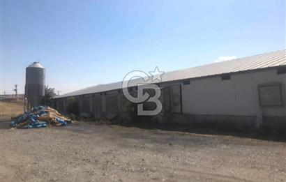 Çankırı Merkez'de Anahtar Teslim, Faal Tavuk Çiftliği!