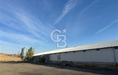 Çankırı Merkez'de Anahtar Teslim, Faal Tavuk Çiftliği!