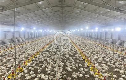 Çankırı Merkez'de Anahtar Teslim, Faal Tavuk Çiftliği!