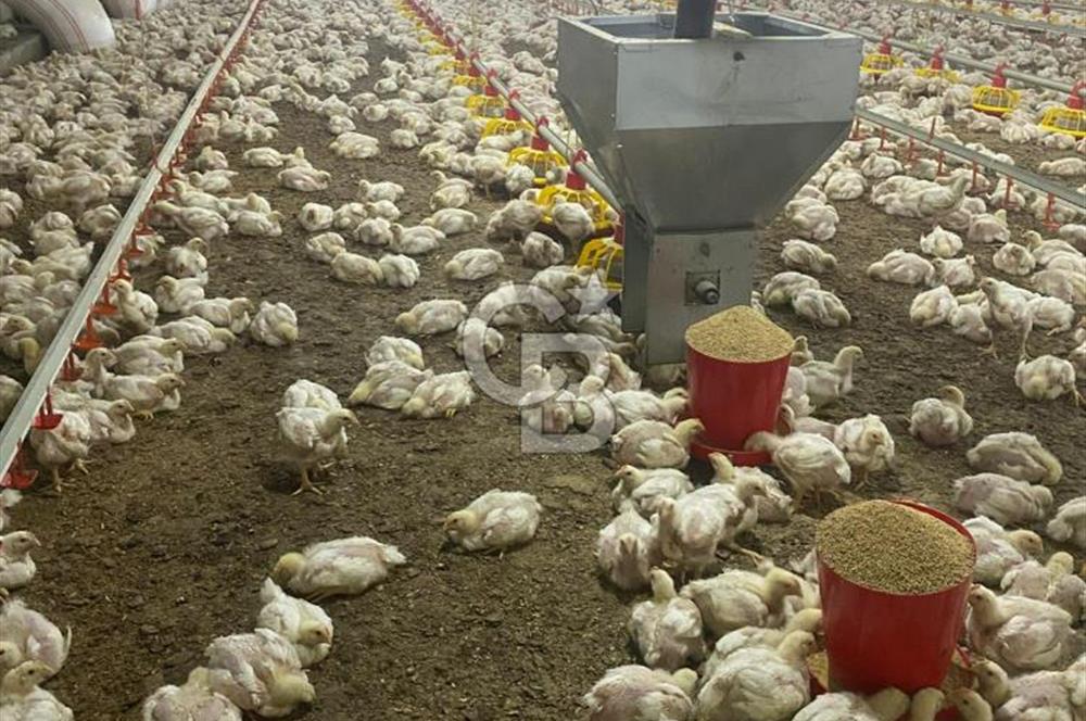 Çankırı Merkez'de Anahtar Teslim, Faal Tavuk Çiftliği!