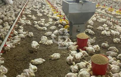 Çankırı Merkez'de Anahtar Teslim, Faal Tavuk Çiftliği!