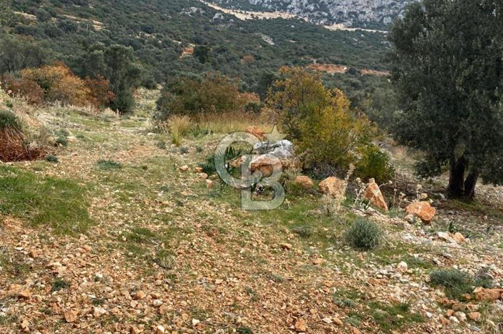 CB GİZ'DEN KAŞ BEZİRGAN ORDU'DA SATILIK ZEYTİNLİK.