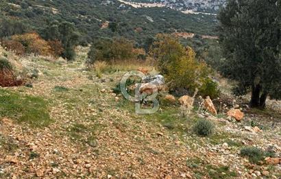 CB GİZ'DEN KAŞ BEZİRGAN ORDU'DA SATILIK ZEYTİNLİK.