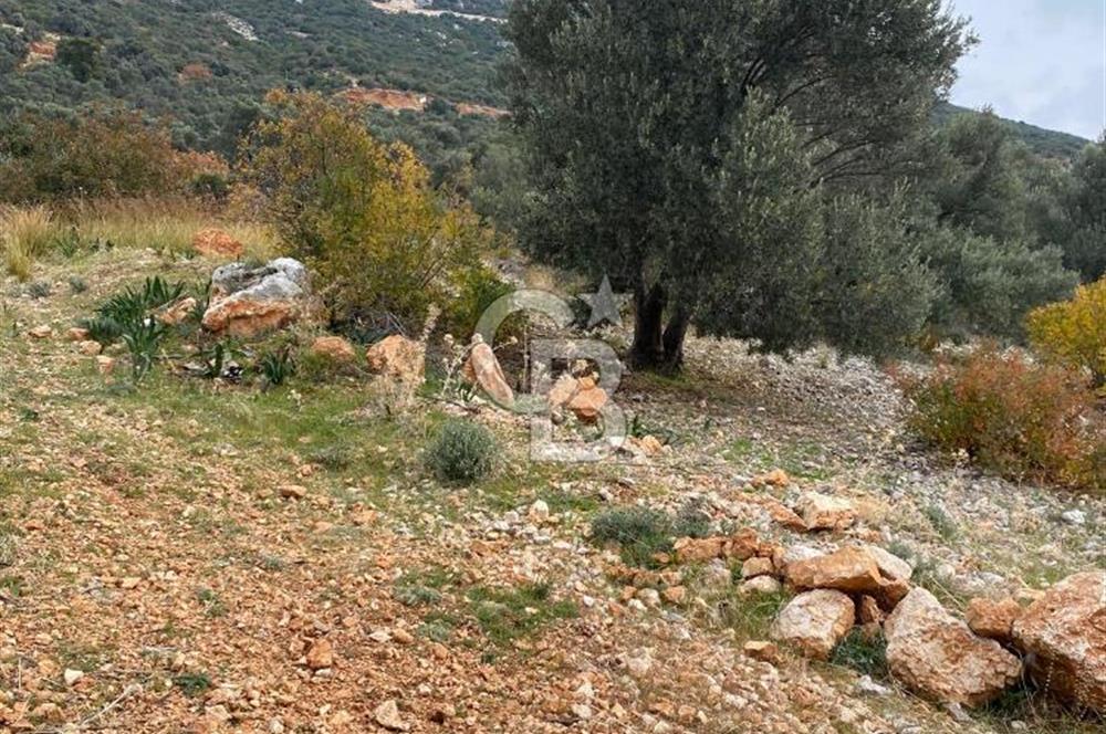 CB GİZ'DEN KAŞ BEZİRGAN ORDU'DA SATILIK ZEYTİNLİK.