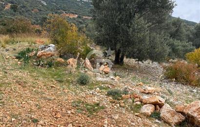 CB GİZ'DEN KAŞ BEZİRGAN ORDU'DA SATILIK ZEYTİNLİK.